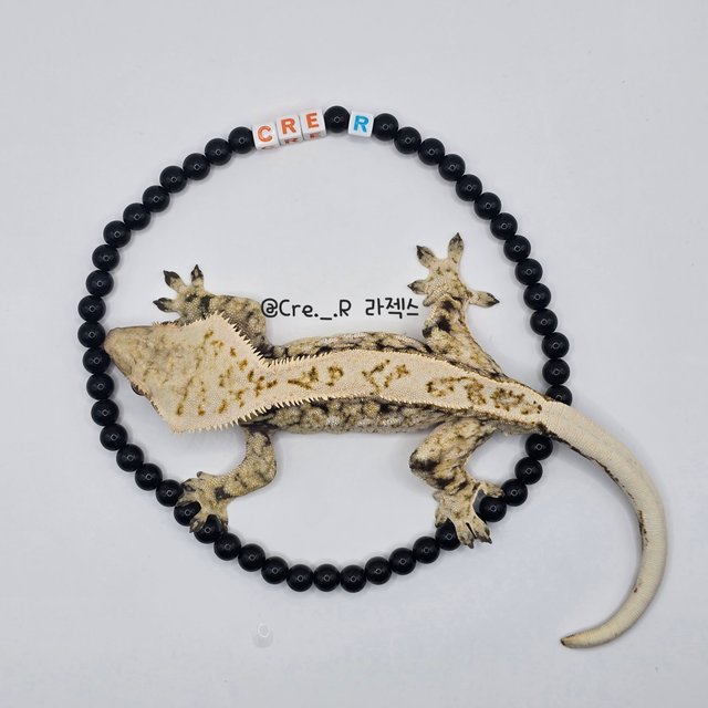 노멀 트라이 쿼드 드리피 풀핀 화이트스팟