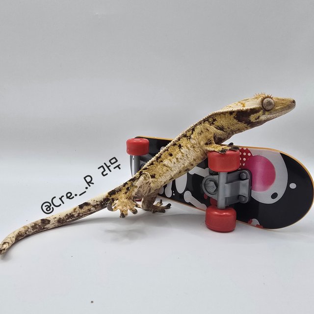 노멀 트라이 드리피 화이트핀