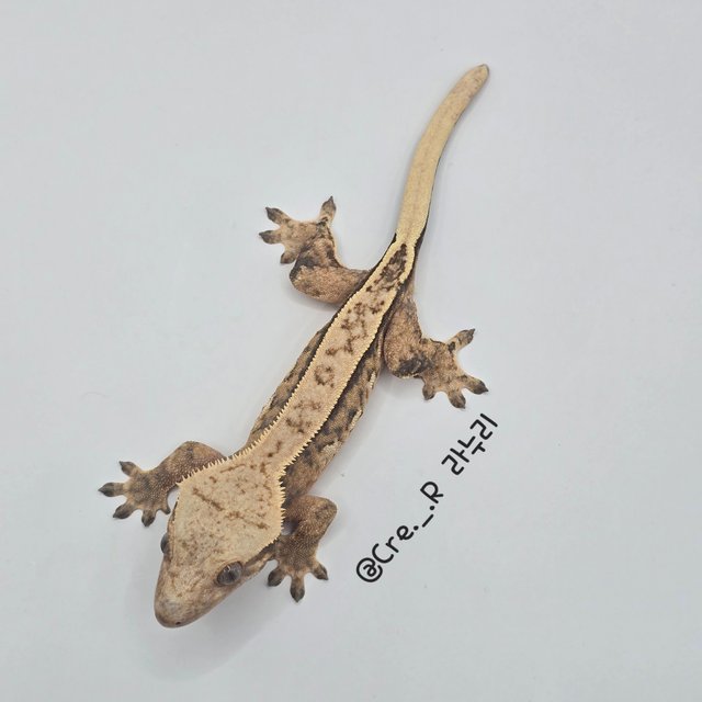 노멀 트라이 핀스트라이프