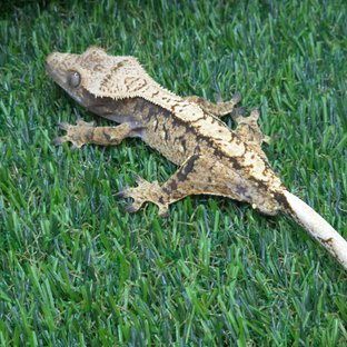 노멀 트라이 텐저린