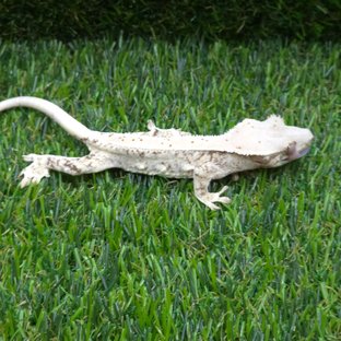 릴리화이트 트라이