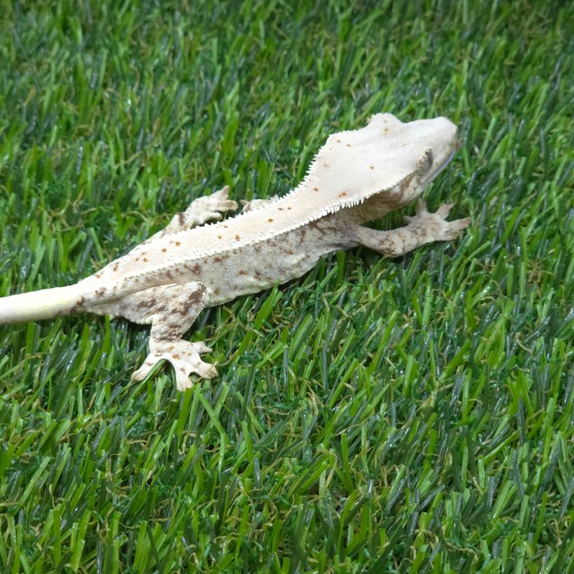 릴리화이트 트라이