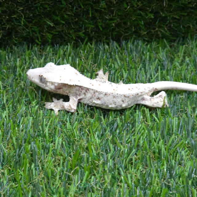 릴리화이트 트라이