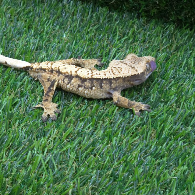 노멀 트라이 텐저린