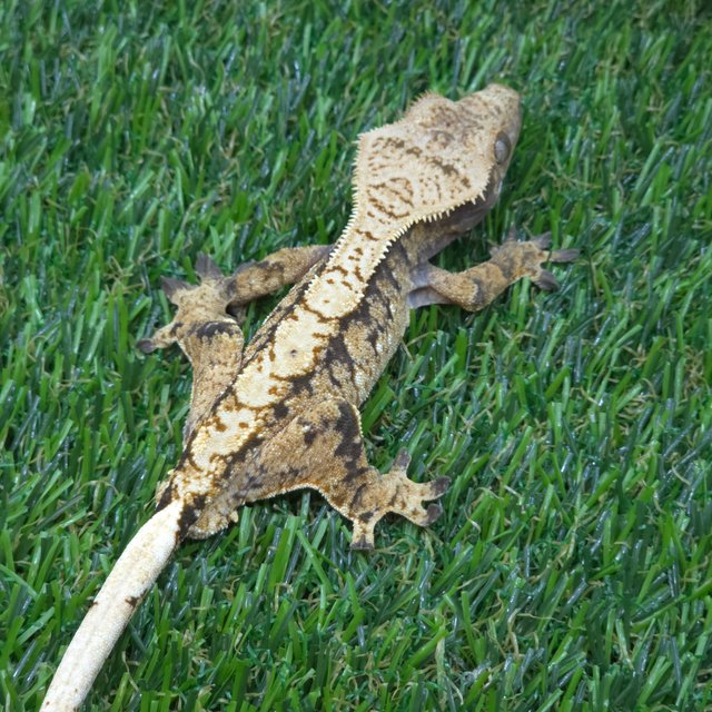 노멀 트라이 텐저린