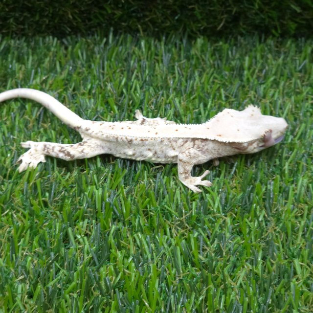 릴리화이트 트라이