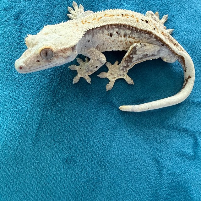 노멀 핀스트라이프