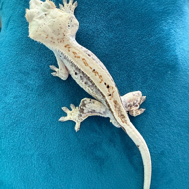 노멀 핀스트라이프