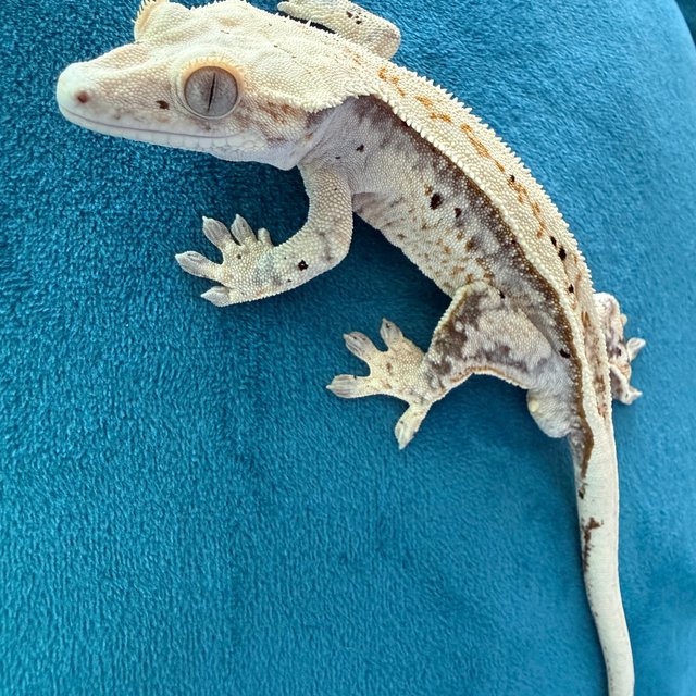 노멀 핀스트라이프