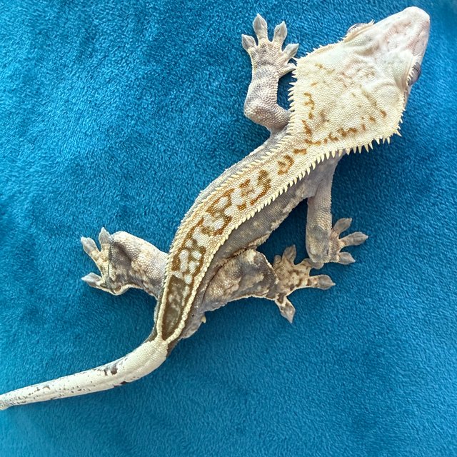 노멀 핀스트라이프 할리퀸