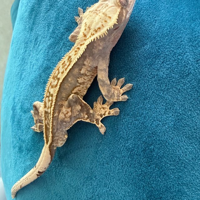 노멀 핀스트라이프 할리퀸