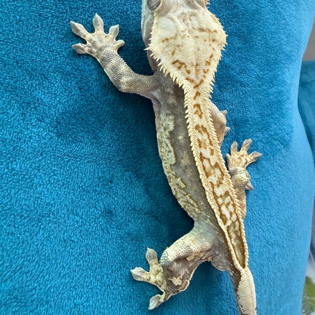 노멀 핀스트라이프 할리퀸