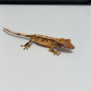 노멀 화이트스팟 트라이