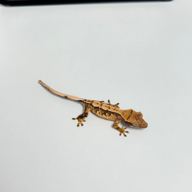 노멀 화이트스팟 트라이