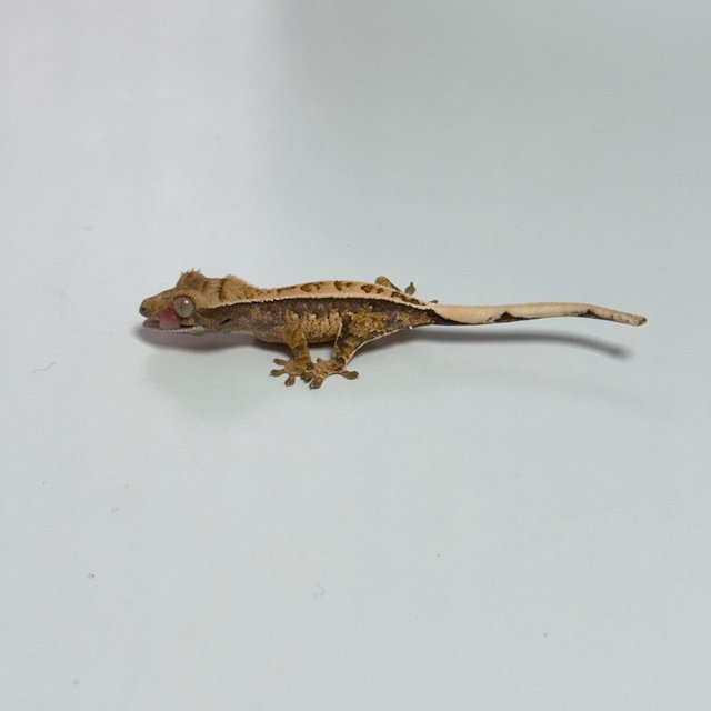 풀핀 화이트스팟 노멀 트라이