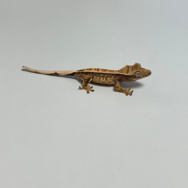 풀핀 화이트스팟 노멀 트라이