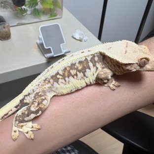 릴리화이트 트라이 익스트림할리퀸