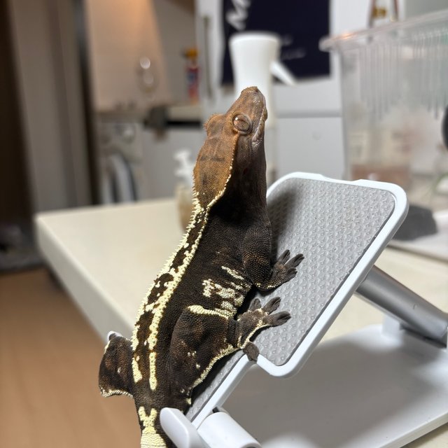 카푸치노 익스트림할리퀸