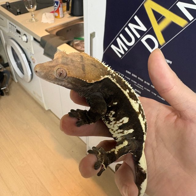 카푸치노 익스트림할리퀸