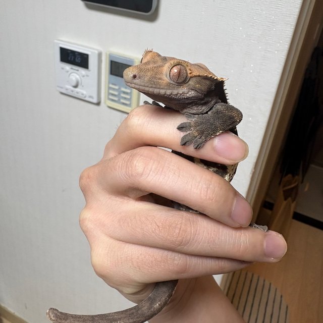 카푸치노 익스트림할리퀸