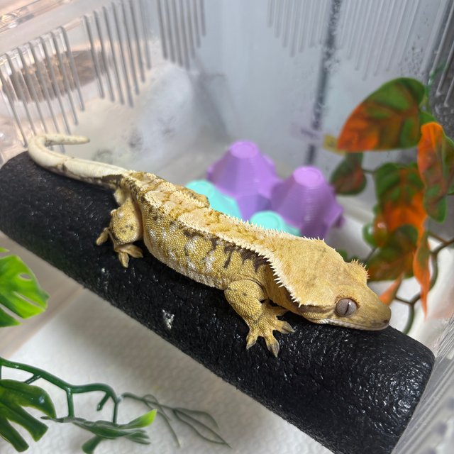 익스트림할리퀸 트라이