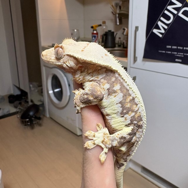 릴리화이트 트라이 익스트림할리퀸