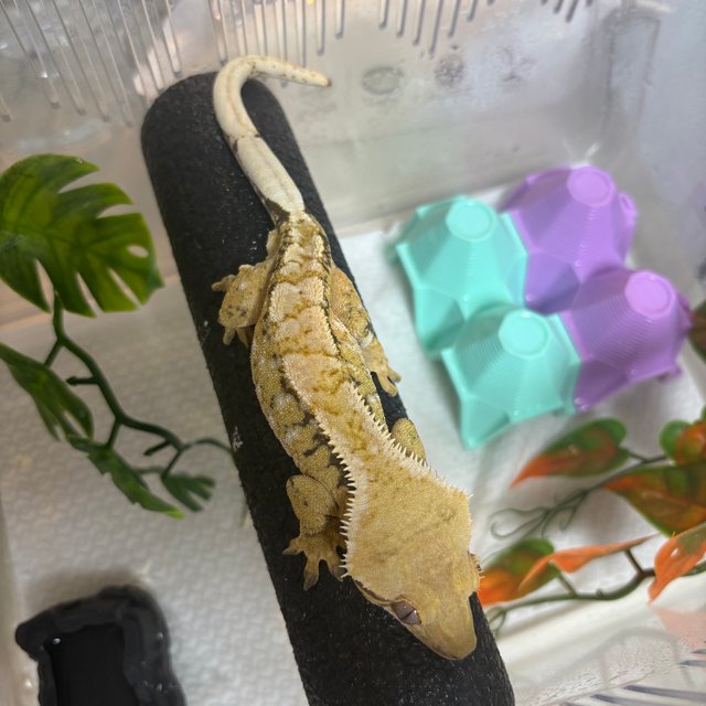 익스트림할리퀸 트라이