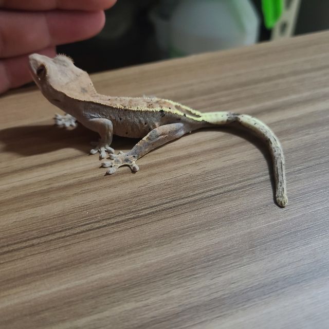 카푸치노