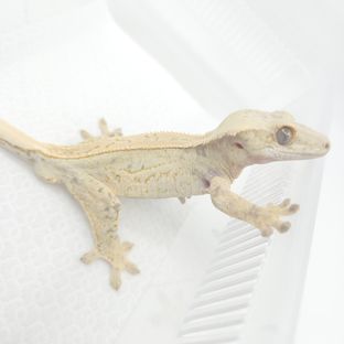 노멀x노멀 해칭조합