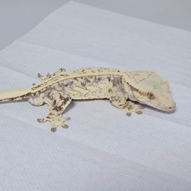 노멀 쿼드 풀핀 화이트스팟