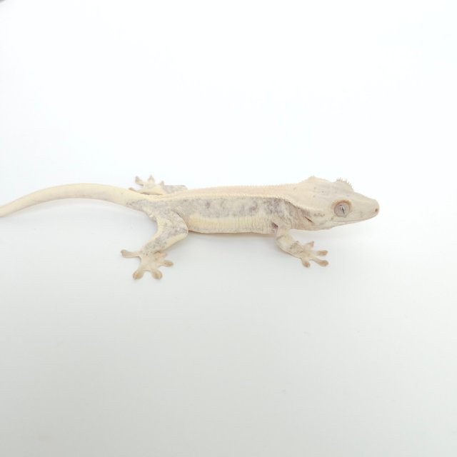 릴리화이트 솔리드백