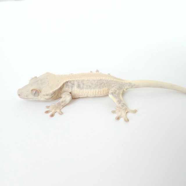 릴리화이트 솔리드백