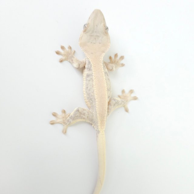 릴리화이트 솔리드백