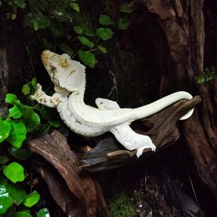 백설