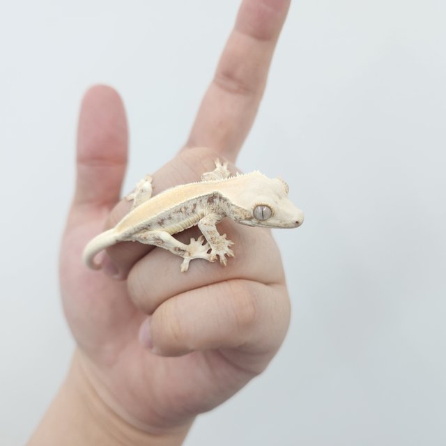 릴리화이트 솔리드백