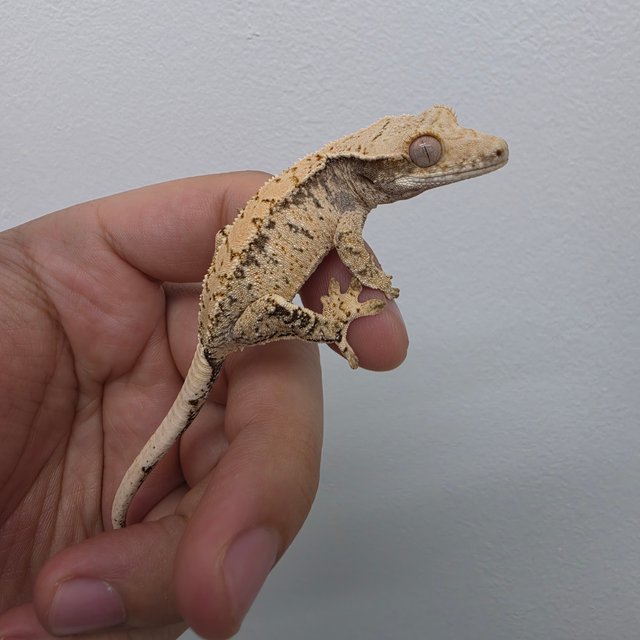 노멀 화이트스팟