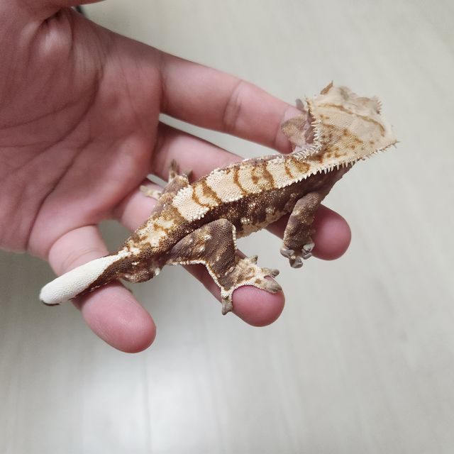 트라이 익스트림할리퀸