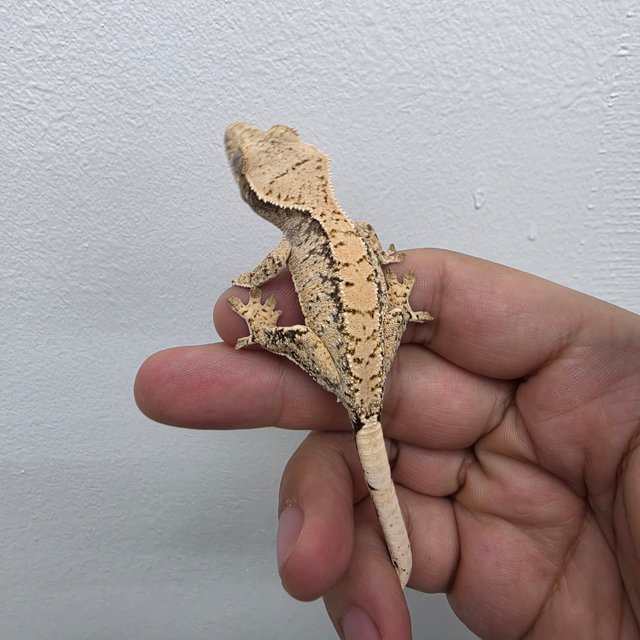 노멀 화이트스팟