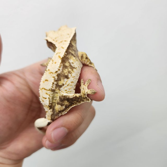 노멀 드리피 화이트스팟