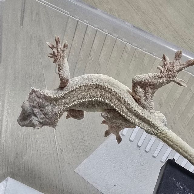 릴리화이트