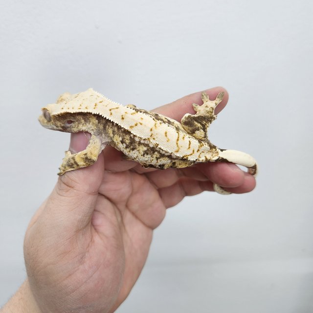 노멀 드리피 화이트스팟