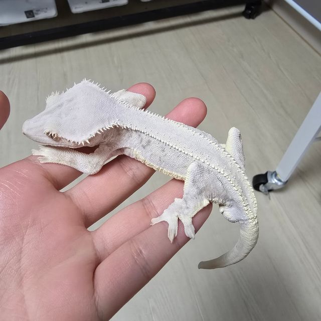 릴리화이트