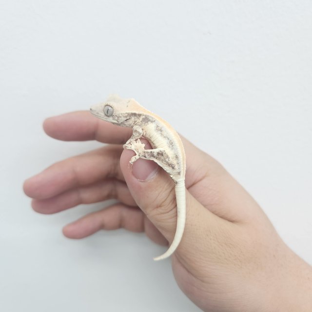 릴리화이트 솔리드백