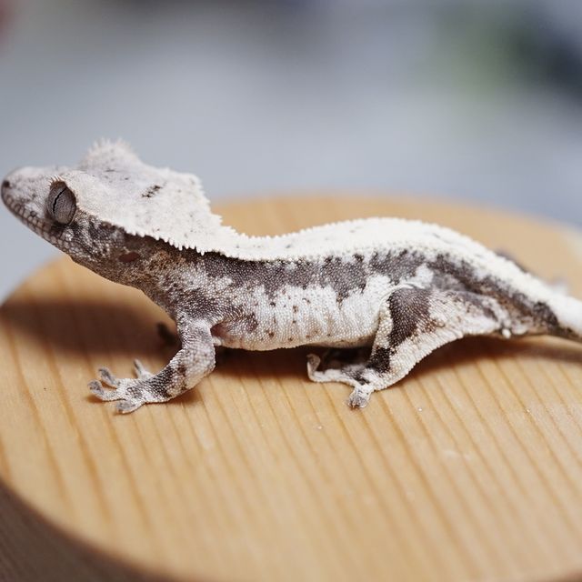 릴리100%헷아잔틱 릴리 세이블