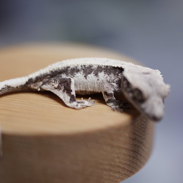 릴리 세이블 100%헷아잔틱