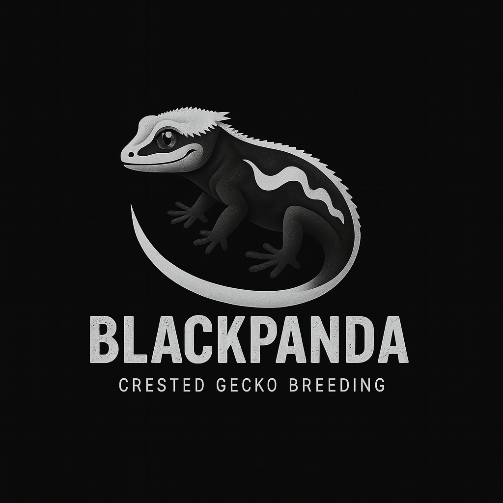 블랙판다게코