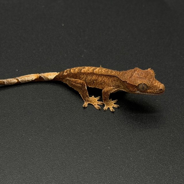 100%헷아잔틱 노멀