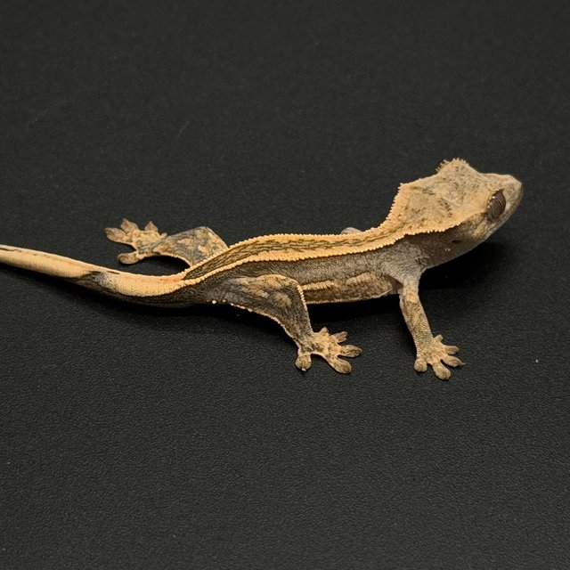 100%헷아잔틱 엠티백