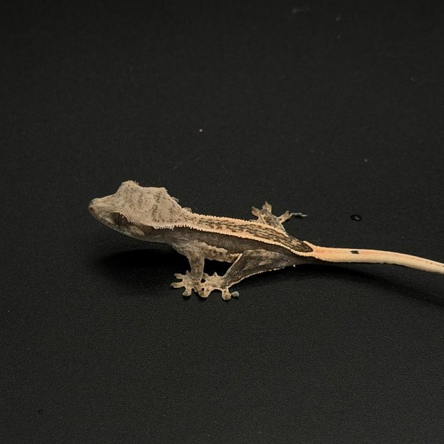 100%헷아잔틱 엠티백