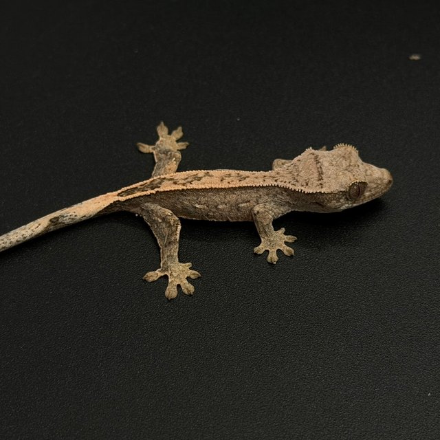 100%헷아잔틱 엠티백